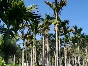 Revolutionizing Betel Nut Farming in Vietnam with Drone Technology